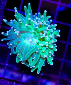 Wysiwyg Small Torch Coral Frag (C3)