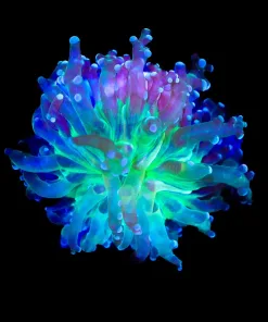 Wysiwyg Classic Frogspawn Coral (C30)