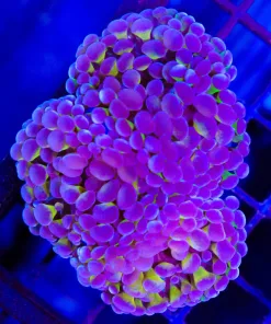 Wysiwyg Golden Purple Hammer Coral Colony (C30)