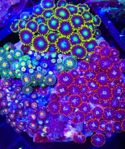 Wysiwyg Crazy Zoanthid Combo Coral Colony (C31)