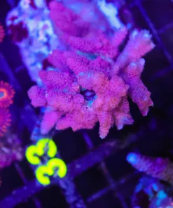 Wysiwyg Acropora Hyacinthus Entire Colony *pick up / no arrive alive guarnatee sorry* (C32)