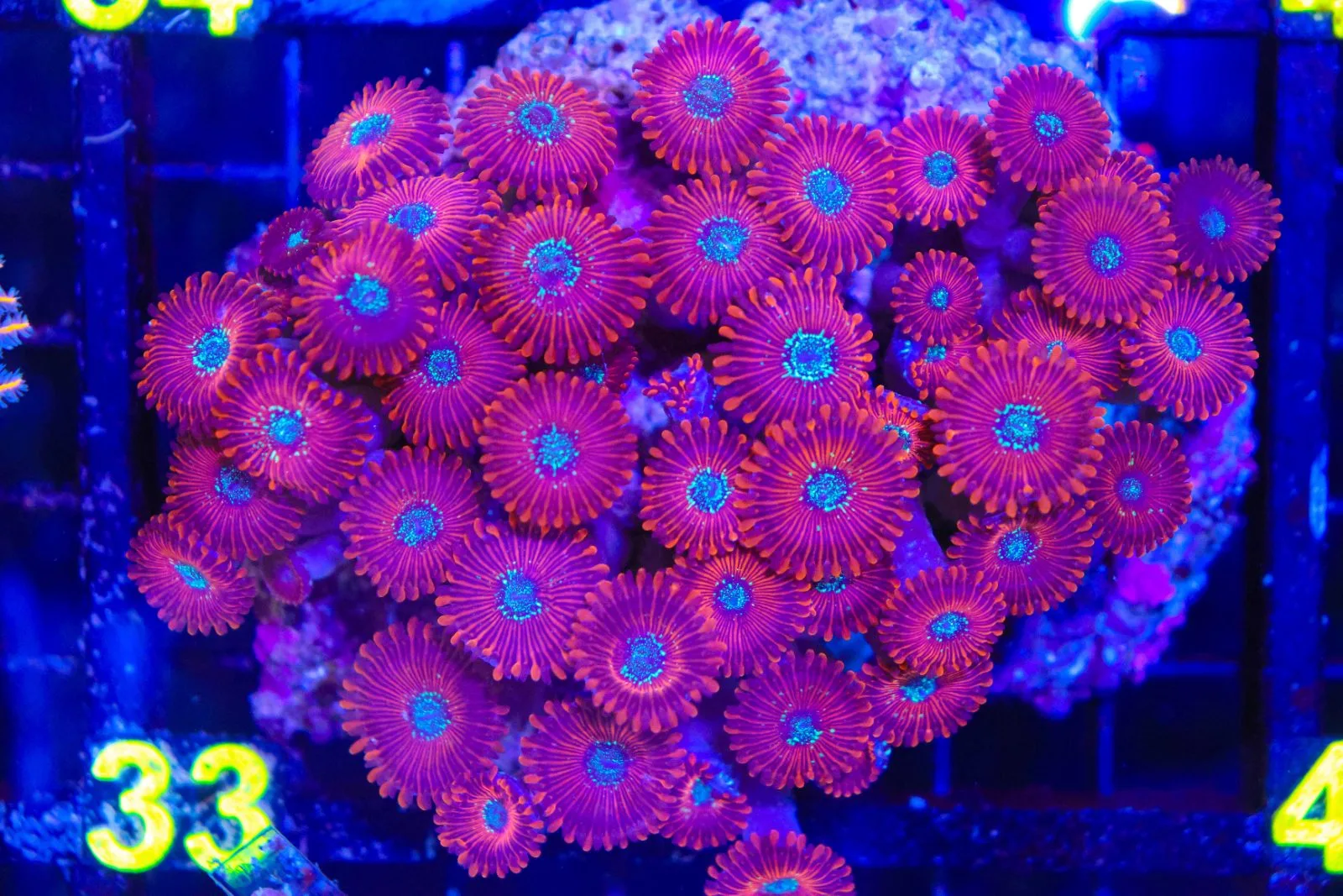 C33