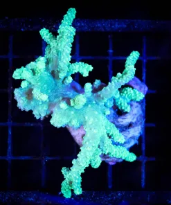 Wysiwyg Wild Australian Leather COral (C35)