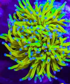 Wysiwyg Holly Grail Torch Coral Colony (C36) *Free Shipping ! No Minimum Livestock Spend*