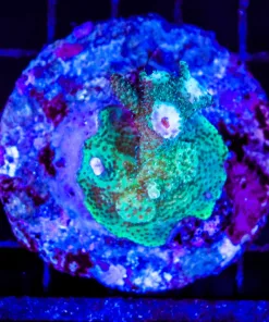 Wysiwyg Acropora Millepora Colony STUMP *pick up only* (C36)