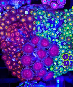 Wysiwyg Crazy Zoanthid Combo Coral Colony (C37)
