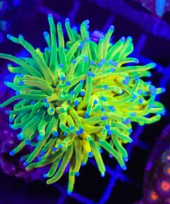 Wysiwyg Holly Grail Torch Coral Colony (C38) *Free Shipping ! No Minimum Livestock Spend*