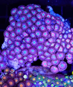 Wysiwyg Massive Pink Zoanthid Colony (C38)