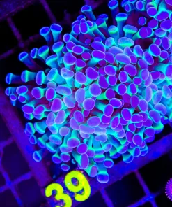 Wysiwyg Atomic Bomb Hammer Coral (C39)