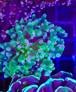 Wysiwyg Unique Pink TIp Frogspawn | From March's Display Tank (C39)