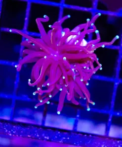 Wysiwyg Small Torch Coral Frag (C4)