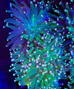 Wysiwyg Lime Torch Coral Frag (C4)