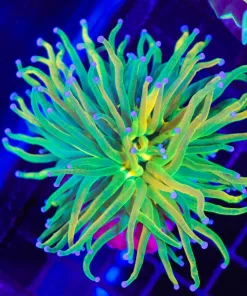 Wysiwyg Holly Grail Torch Coral Colony (C40) *Free Shipping ! No Minimum Livestock Spend*