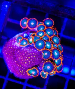 Wysiwyg Large Gatorade Zoanthid Frag With Hitchiker Mystery Leposteris (C40)