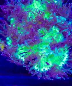 Wysiwyg Large Elegance Coral (C41)