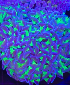 Wysiwyg Purple Green Hammer Coral Colony (C42)