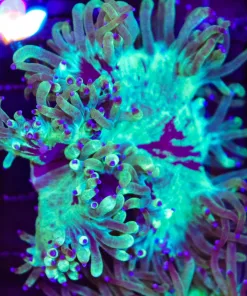 Wysiwyg Elegance Coral | Canada day sale 50% off ! | *Max 1 50% off canada day coral per order sorry! * (C43)
