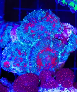 Wysiwyg Red / Blue Rhodactis Rock (C43)