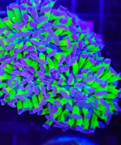 Wysiwyg Classic Hammer Coral Colony (C44)