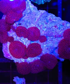 Wysiwyg Superman Mushroom Rock Covered Large (C44)