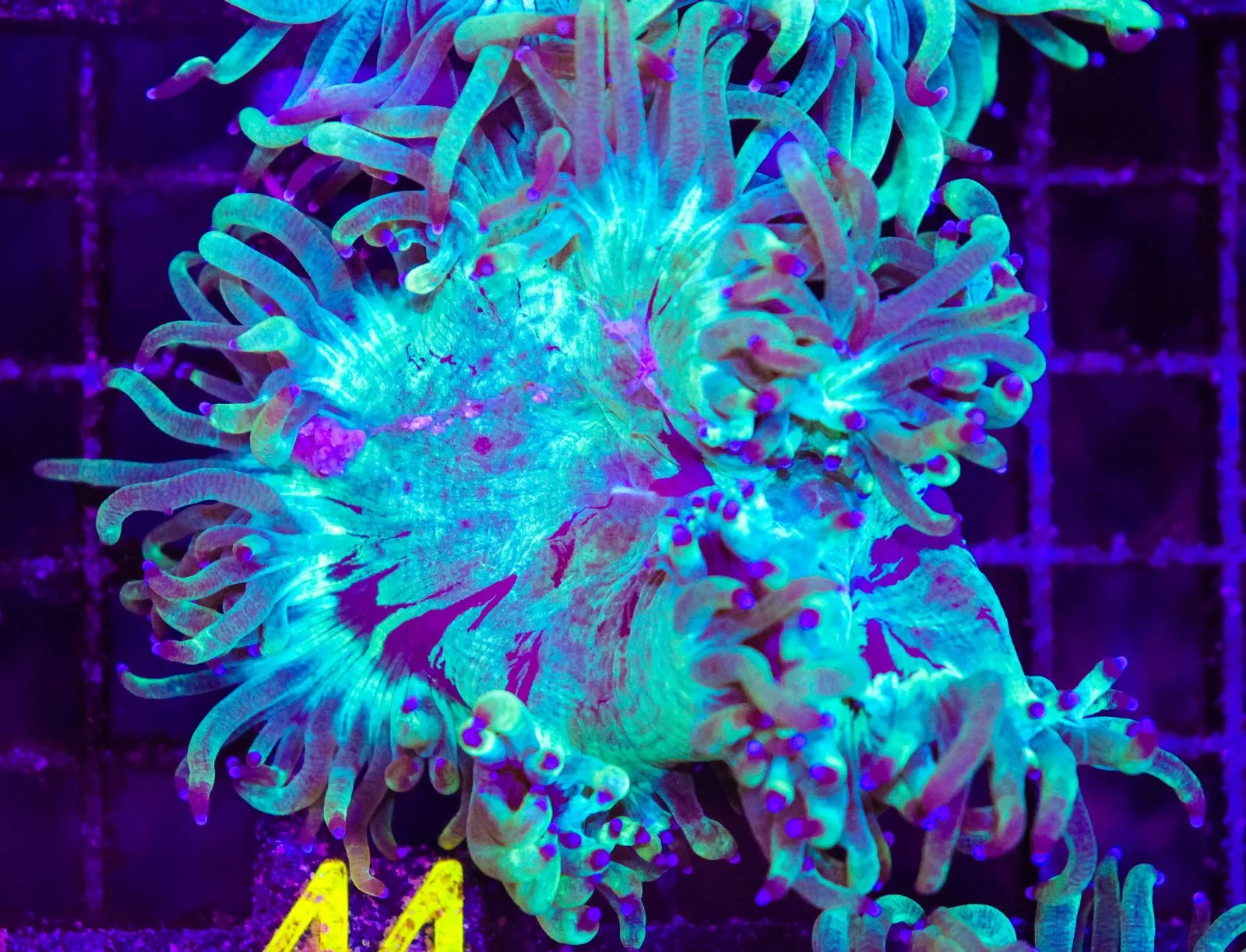 C44