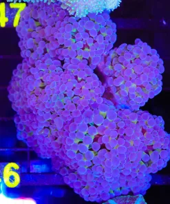 Wysiwyg Unique Hammer Coral Colony (C46)