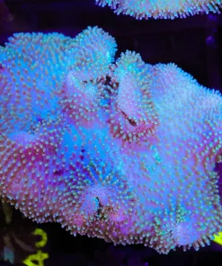 Wysiwyg Wild Caught Leather Coral Colony (C47)