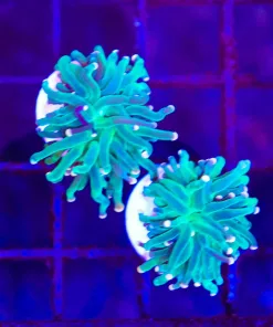 Tiny Torch Coral Frag | Canada day sale 50% off ! | *Max 1 50% off canada day coral per order sorry! * (C48)