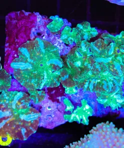 Wysiwyg Rock Coveered in Mushrooms (C48)