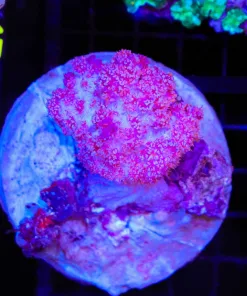 Wysiwyg Carnation Coral (C49)