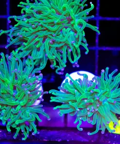 Wysiwyg Small Green Hydra Torch Coral Frag (C5)