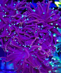 Wysiwyg Blue Tip Torch Coral Frag (C5)