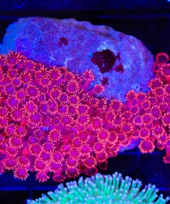Wysiwyg Ruby Flowerpot Coral (C51)