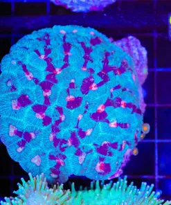 Wysiwyg Favia Marbled Coral Colony (C53)