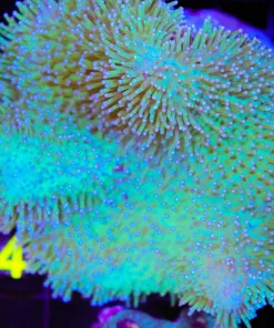 Wysiwyg Wild Caught Leather Coral Colony (C54)