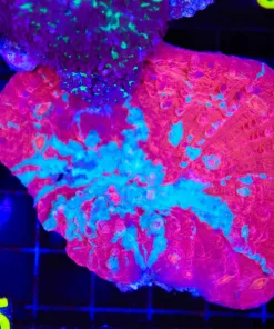 Wysiwyg Chalice Coral Colony (C55)
