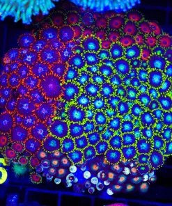 Wysiwyg Crazy Zoanthid Combo Coral Colony (C56)