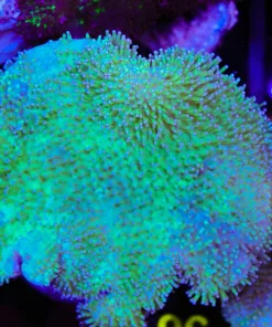 Wysiwyg Wild Caught Leather Coral Colony (C57)