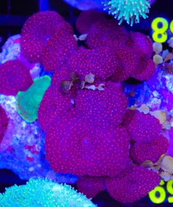 Wysiwyg Rock Covered in Mushooms! (C58)