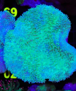 Wysiwyg Wild Caught Leather Coral Colony (C59)