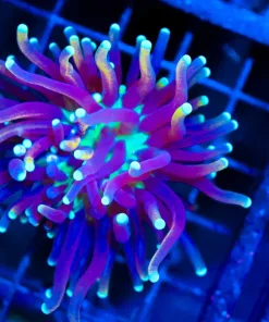 Wysiwyg Tricolor Torch Coral Frag (C6)