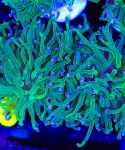 Wysiwyg Avocado Torch Coral Frag (C6)
