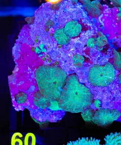 Wysiwyg Unique Mushroom Rock (C60)