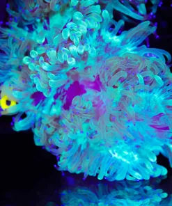Wysiwyg Elegance Coral (C61)