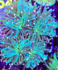 Wysiwyg Torch Coral Colony (C63)