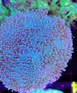 Wysiwyg Wild Caught Leather Coral Colony (C63)
