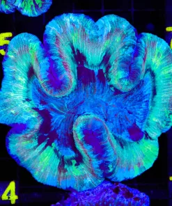 Wysiwyg Open Brain Coral (C64)