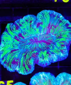 Wysiwyg Open Brain Coral (C65)