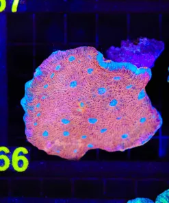 Wysiwyg Unique Chalice Coral - very cool color (C66)