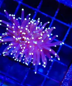 Wysiwyg Grape Torch Coral Frag (C7)